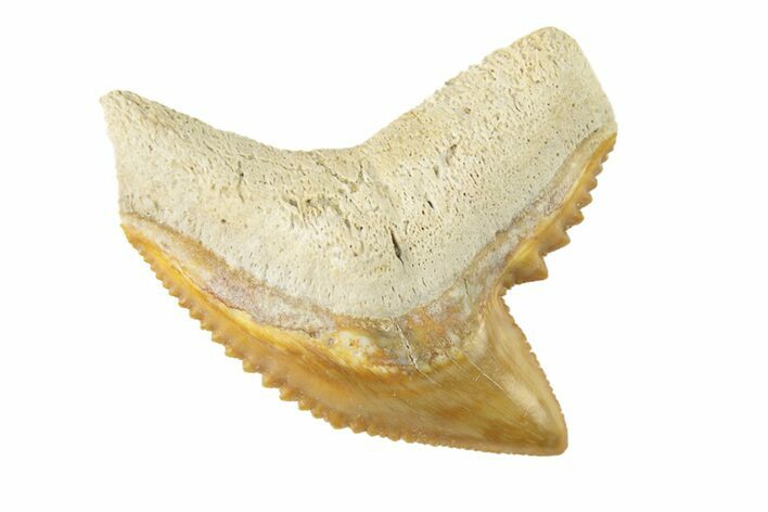 Colorful, Fossil Tiger Shark Tooth - Bone Valley, Florida #260256